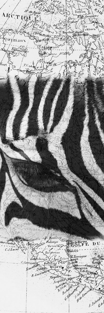 Zebra map – Republic of art online