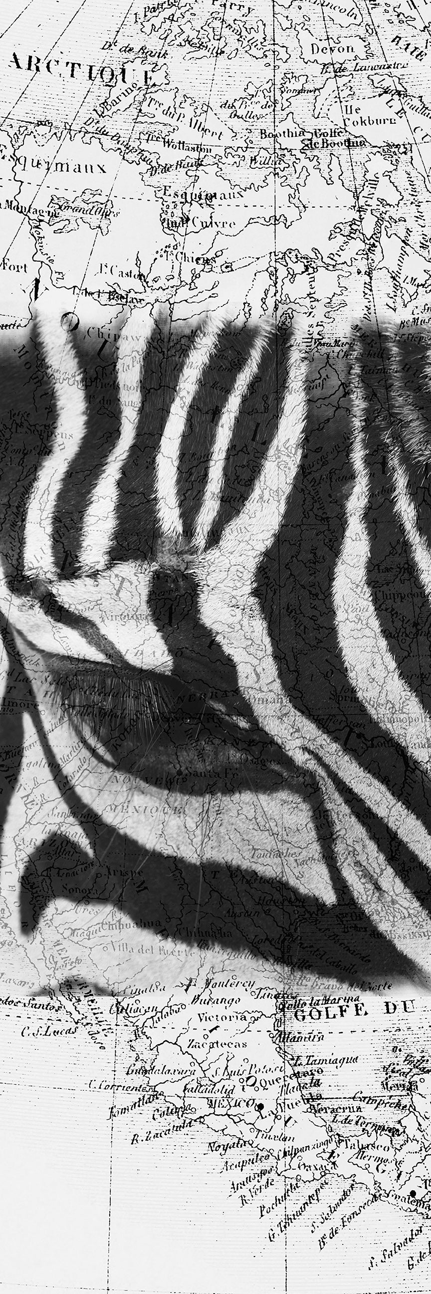 Zebra map - Chloe Rox Design - Digital print - UK Art